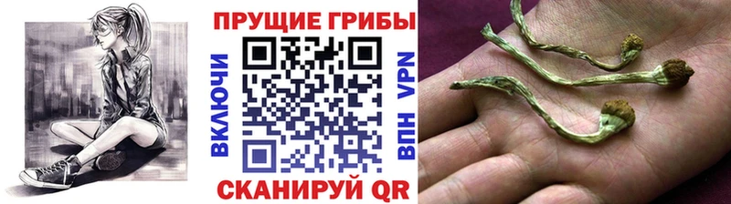 Галлюциногенные грибы GOLDEN TEACHER  блэк спрут ССЫЛКА  Асбест  где купить  